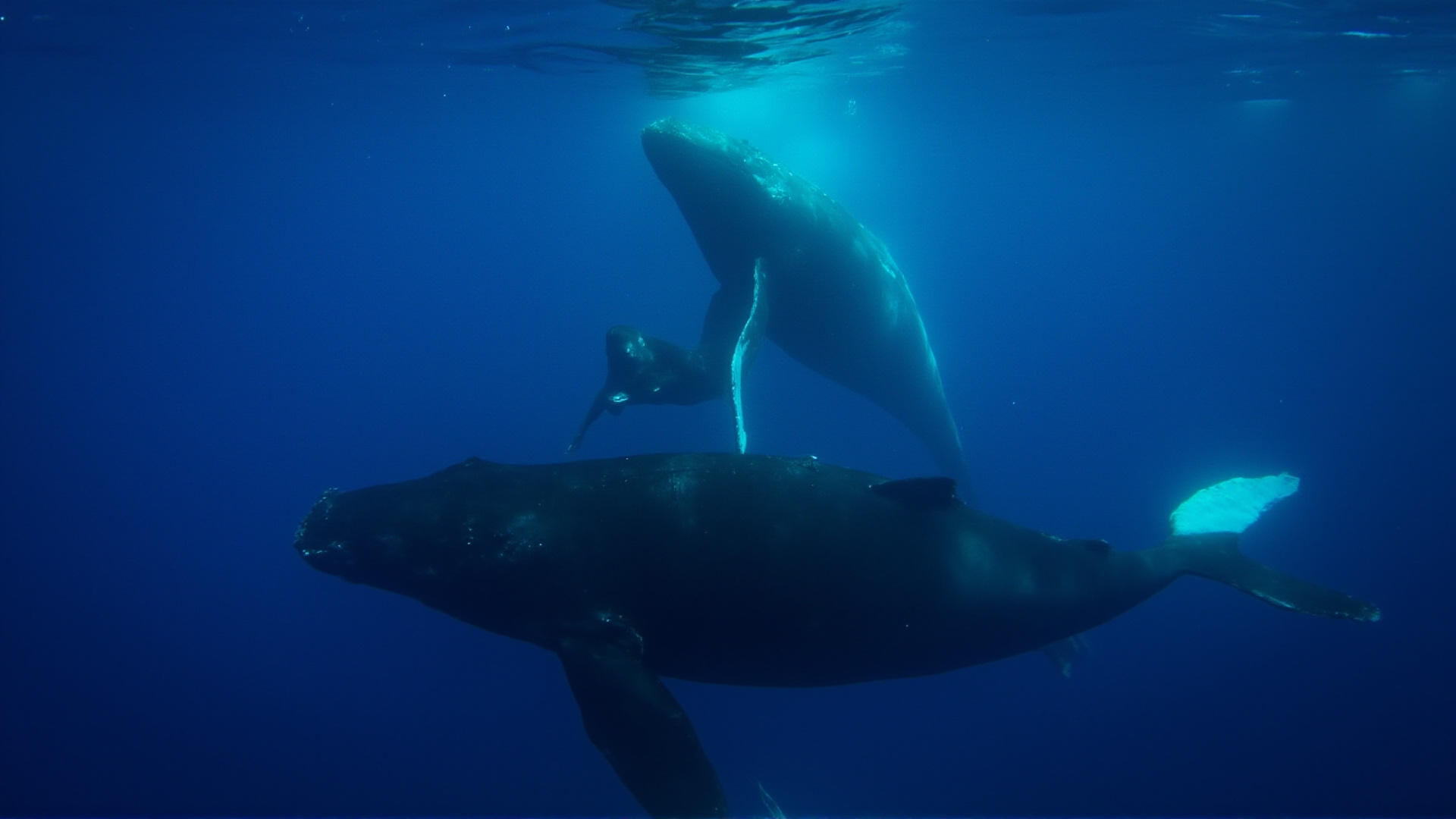 Underwater photograph of humpback whales in deep blue water, one calf emerging near the surface, two adult whales flanking the mother, light filtering from above
