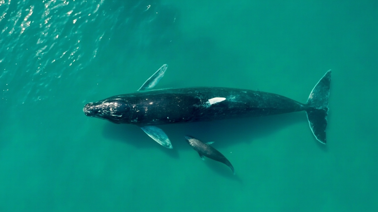 Aerial survey photograph showing a right whale calf alongside its mother in calving grounds