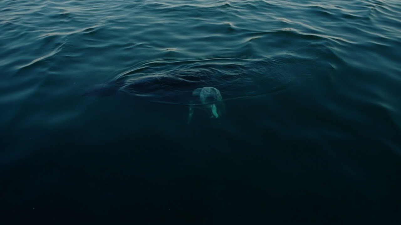A North Atlantic right whale mother and calf swimming at the surface off the southeastern US coast