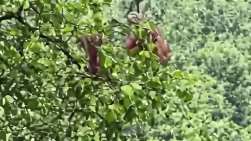 A juvenile orangutan perched on a moss-covered branch high in the Sumatran rainforest canopy, dappled sunlight through leaves, jungle depth behind