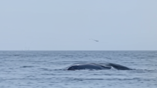 A calm Atlantic coastal morning off Georgia with two right whales — a mother and a smaller calf — surfacing together, white callosities visible on the adult's rostrum, one small research aerial-survey plane high above.