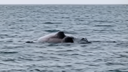 North Atlantic right whale mother and calf at the surface off the Georgia coast, dark water, gray backs visible