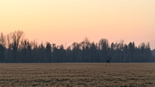 Windswept Ukrainian treeline at dawn, empty field, frost on grass, no figures or vehicles