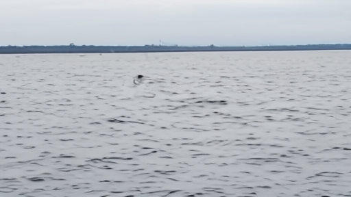 Right whale mother and calf at surface in coastal Atlantic