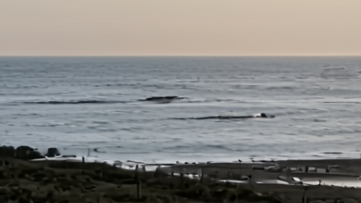 A NOAA aerial-survey plane silhouetted against the Georgia coastline, mother-and-calf right whales visible in the water below.