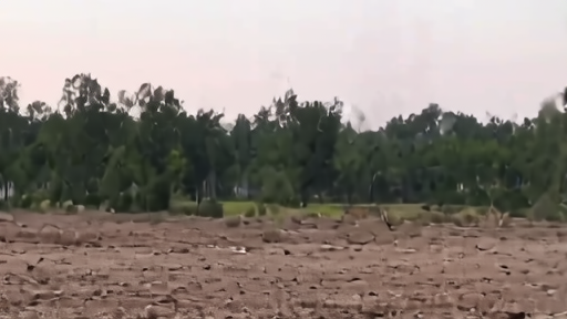 Smoke rises over a stand of longleaf pine at the Georgia-Florida line