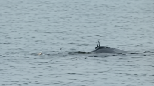 Right whale silhouette in gray water with a tagged fishing line evidence marker