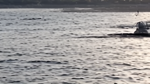A snorkeler in a black wetsuit floating on a calm fjord surface as a black-and-white orca dorsal fin breaks the water nearby