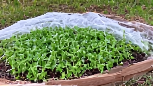 A raised vegetable bed at dawn with a frost cloth peeled back and rows of kale and spinach seedlings exposed under a clear sky