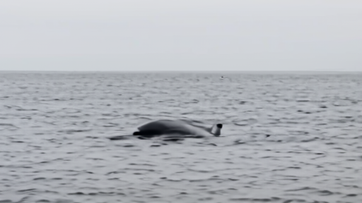 North Atlantic right whale mother and calf surfacing in calm water, callosities visible on the rostrum, gray Gulf of St. Lawrence light, a fishing buoy at distance.