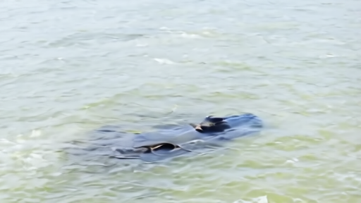 Aerial view of a North Atlantic right whale mother and calf swimming together in calm coastal waters.
