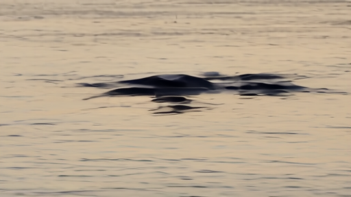 A North Atlantic right whale mother and calf swimming together in the calm waters off the southeastern U.S. coast