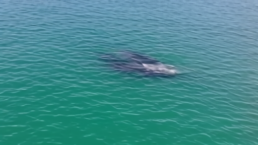 Aerial photograph of a North Atlantic right whale mother and calf swimming together off the Florida coast in calm sunlit blue-green water.