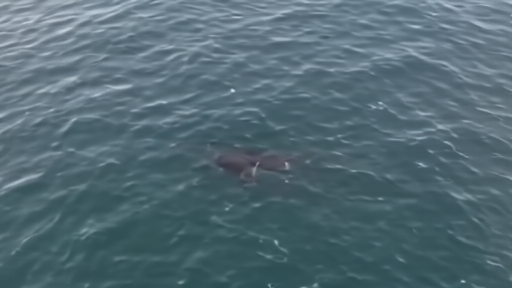 An aerial view of a North Atlantic right whale mother and calf swimming side by side at the surface, white callosities visible against dark water.