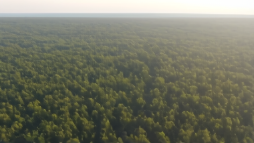Aerial view of Amazon rainforest canopy in Brazil