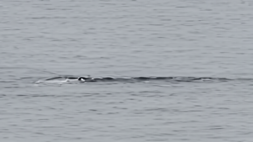 North Atlantic right whale mother and calf at the surface in calm gray ocean water with a survey aircraft faintly visible
