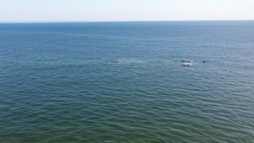 An aerial photograph of a North Atlantic right whale mom and calf at the surface in calm coastal water, no boats visible.