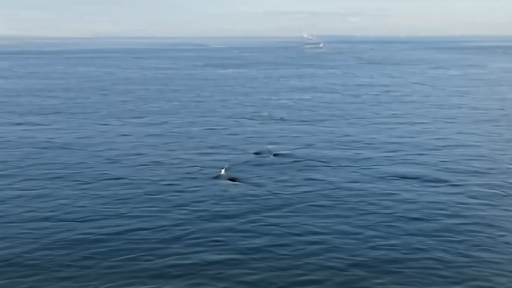 A right whale mother and calf seen from above beneath faint shipping-lane lines.