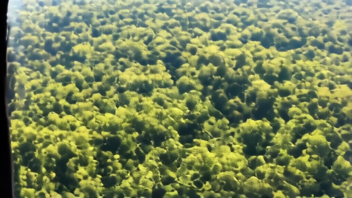 Aerial rainforest canopy with a calendar page marked 2028 on a clipboard in foreground.