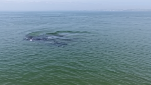 A North Atlantic right whale mother and calf surfacing in calm Florida-Georgia calving water.