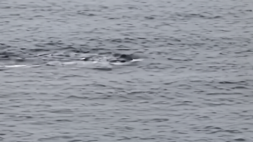 A right whale mother and calf surfacing near a research boat
