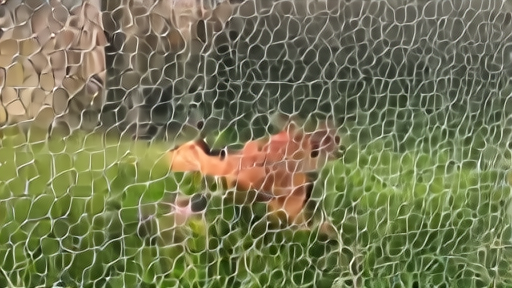 A young child reaches through chicken wire to touch a hen in a suburban backyard coop, an adult hand-washing station visible behind