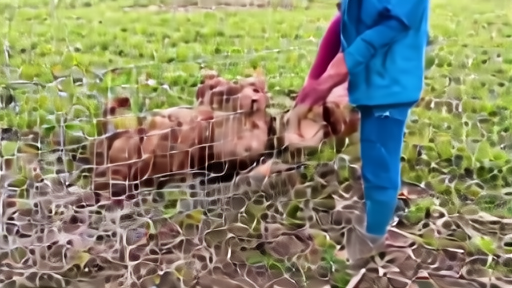 A child in rubber boots watches a small flock of laying hens from outside a wire run as an adult washes hands at an outdoor spigot