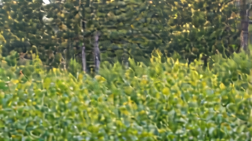 Coyote standing in a Pacific Northwest forest clearing with ferns and Douglas fir