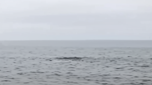 A whale surfacing in open ocean with dorsal fin visible against a grey sky